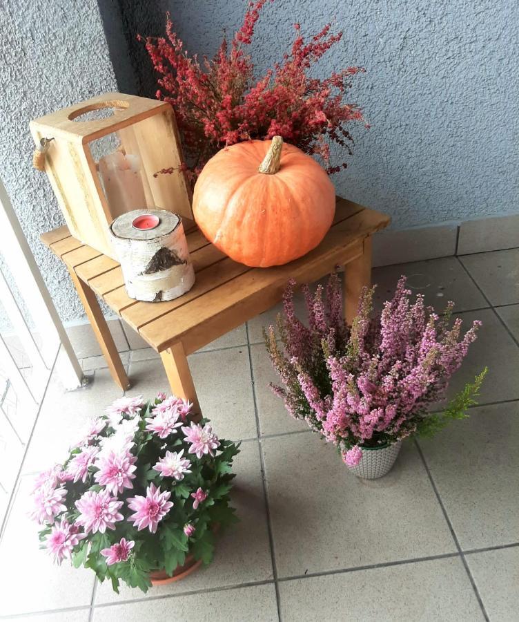 Apartamenty Koci Ogon Torun Exterior foto